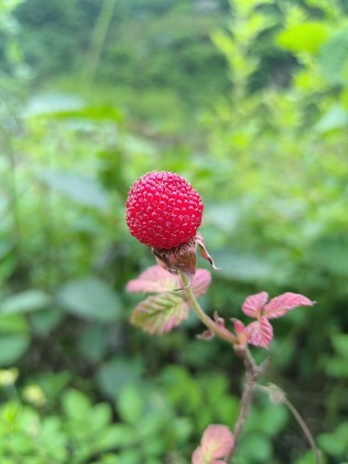 万绿丛中一点红